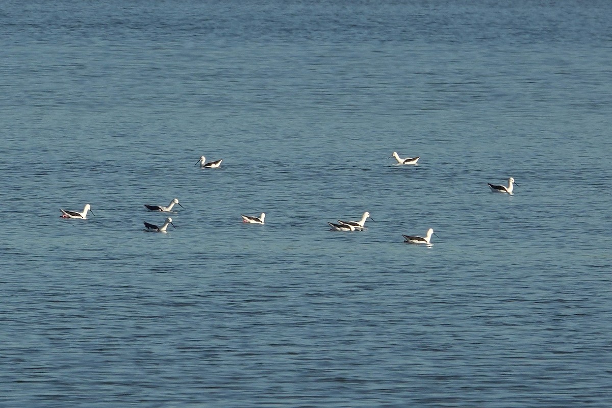 Banded Stilt - ML643015483