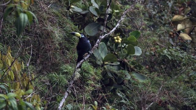 Hooded Mountain-Toucan - ML643015509