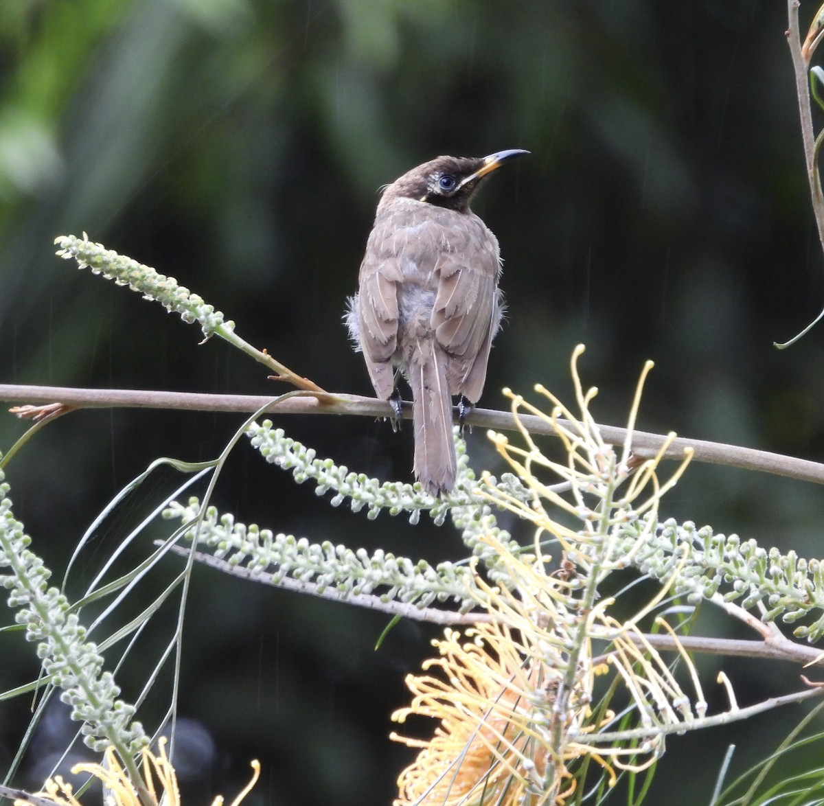 Bridled Honeyeater - ML643015512