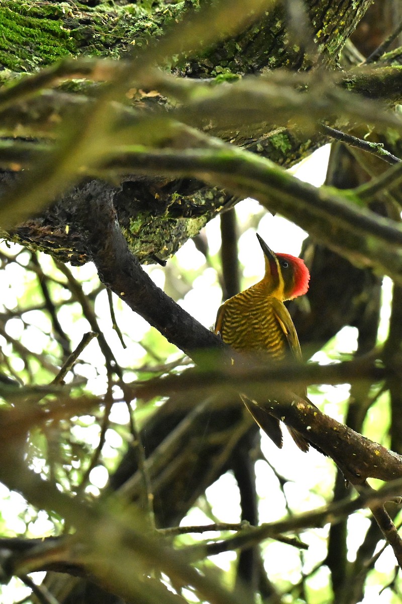Golden-green Woodpecker - ML643015513