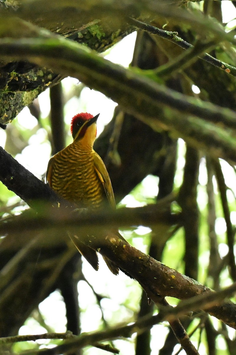 Golden-green Woodpecker - ML643015516