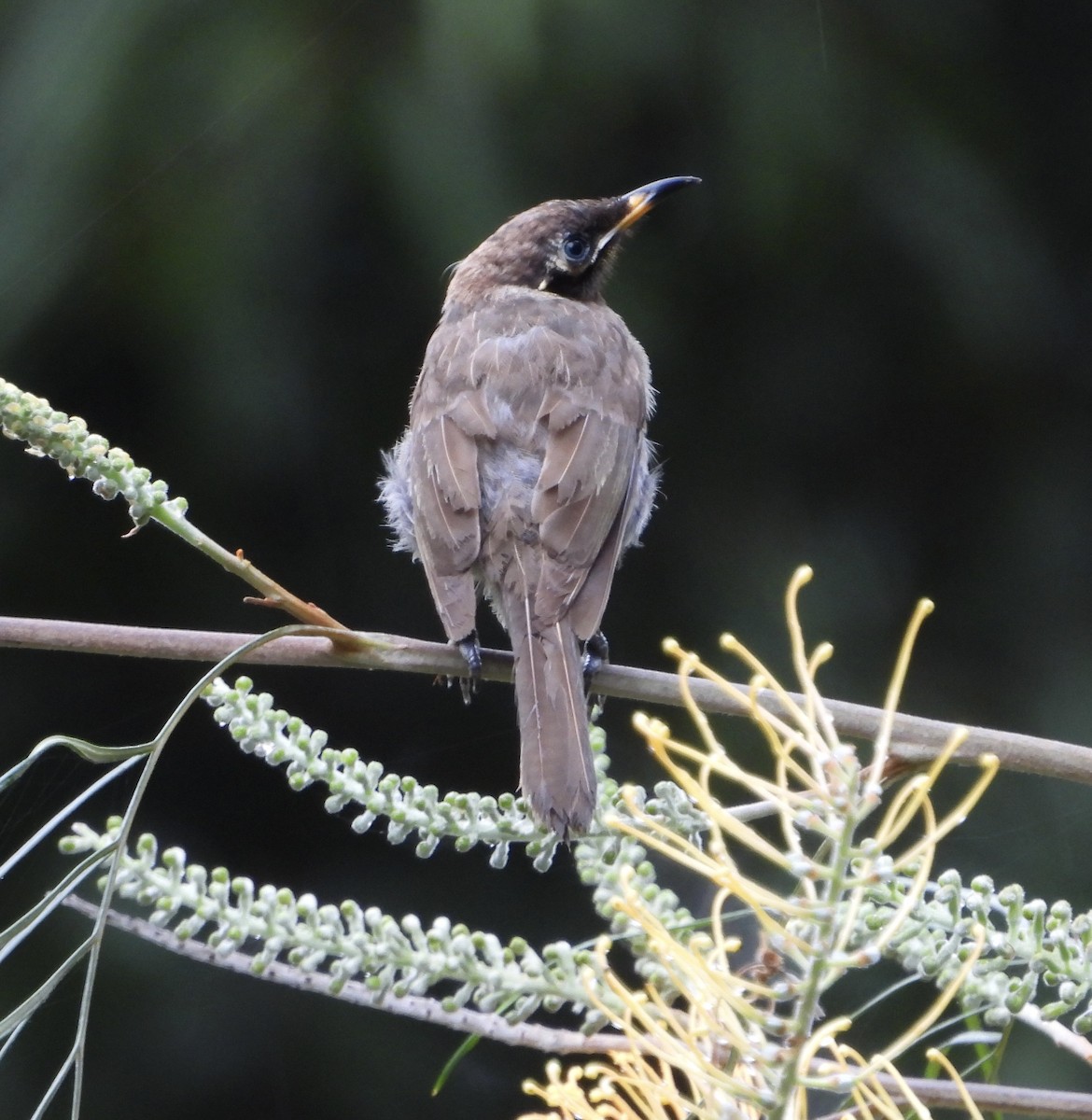 Bridled Honeyeater - ML643015528