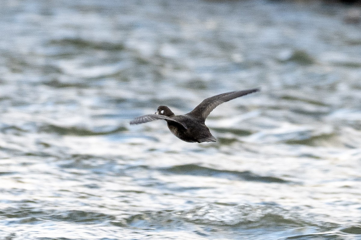 Harlequin Duck - ML643015544