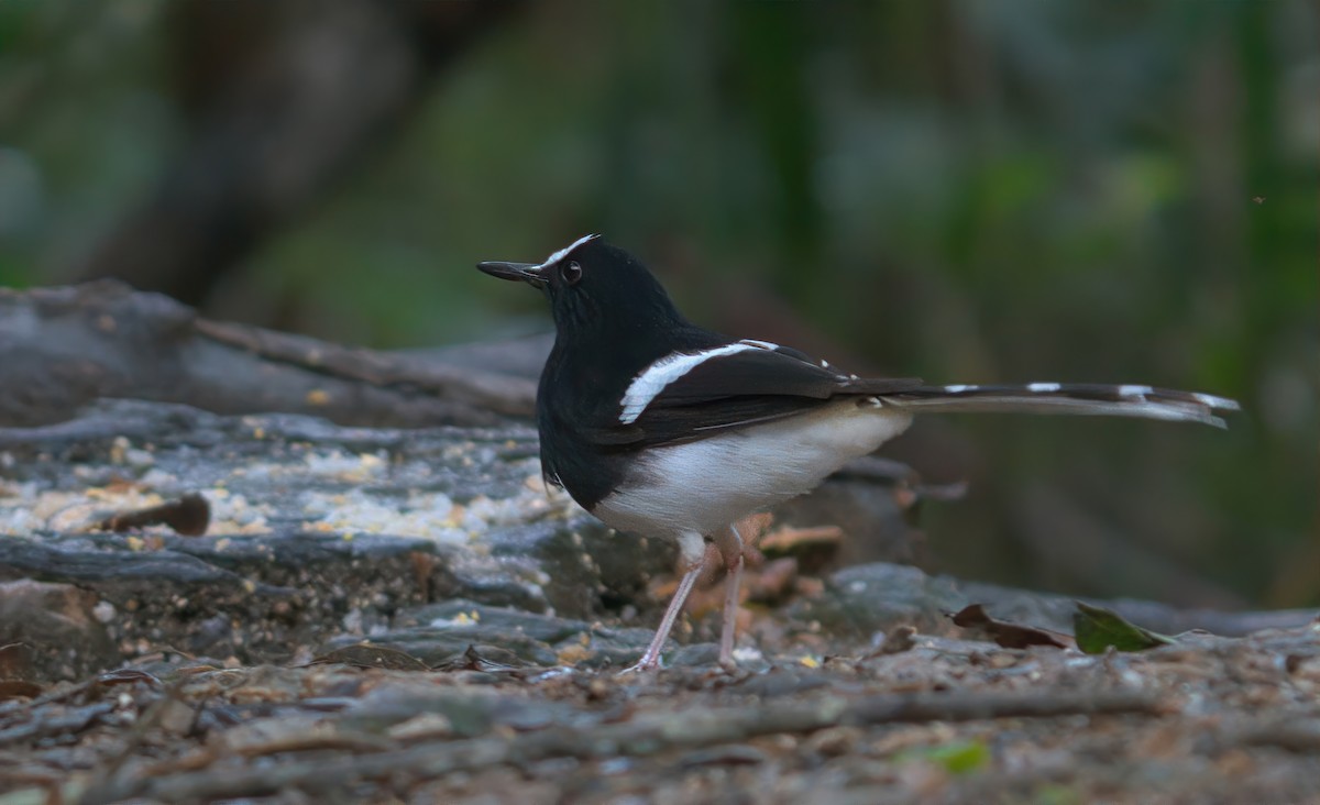 Bornean Forktail - ML643015556