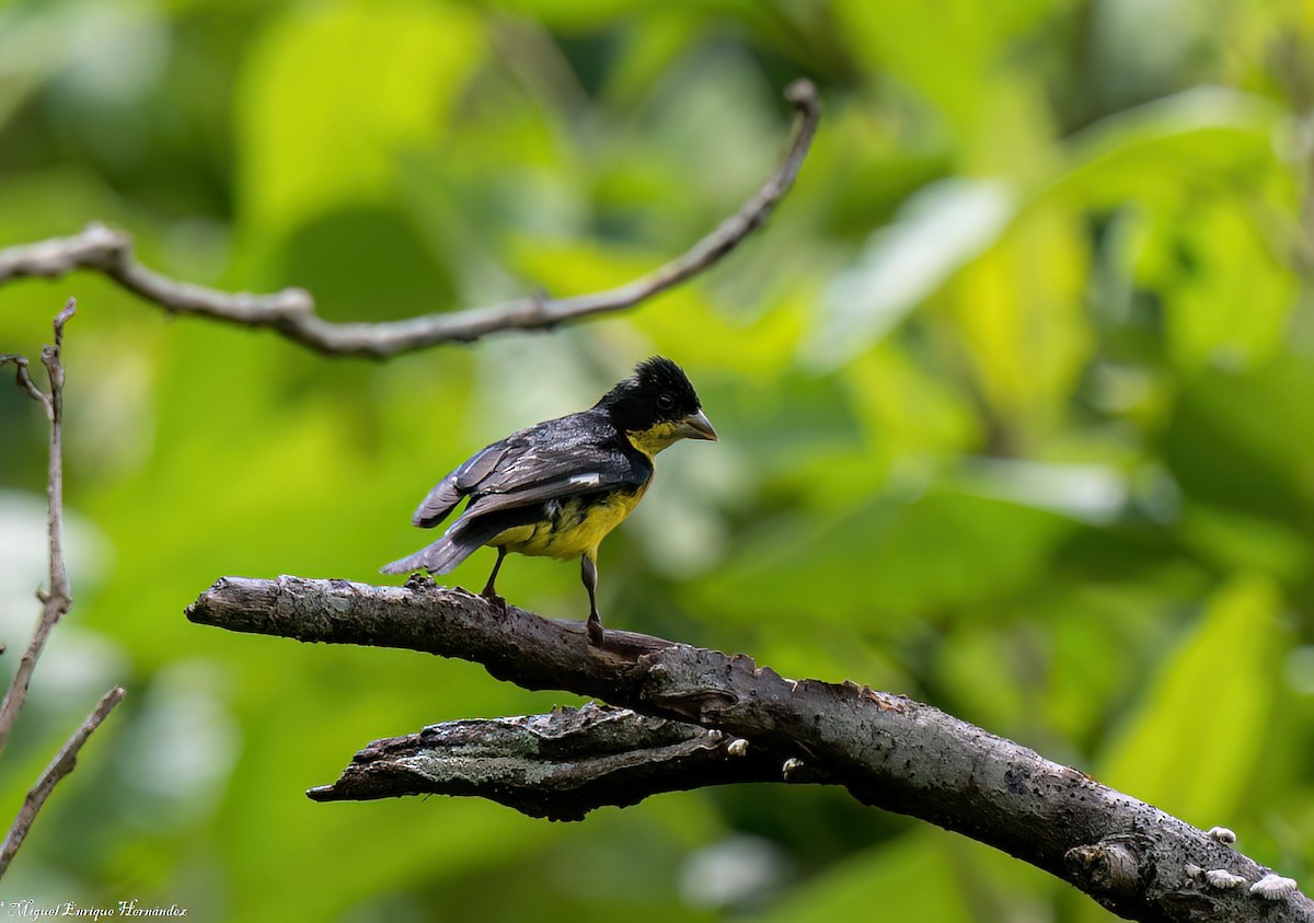 Lesser Goldfinch - ML643015557