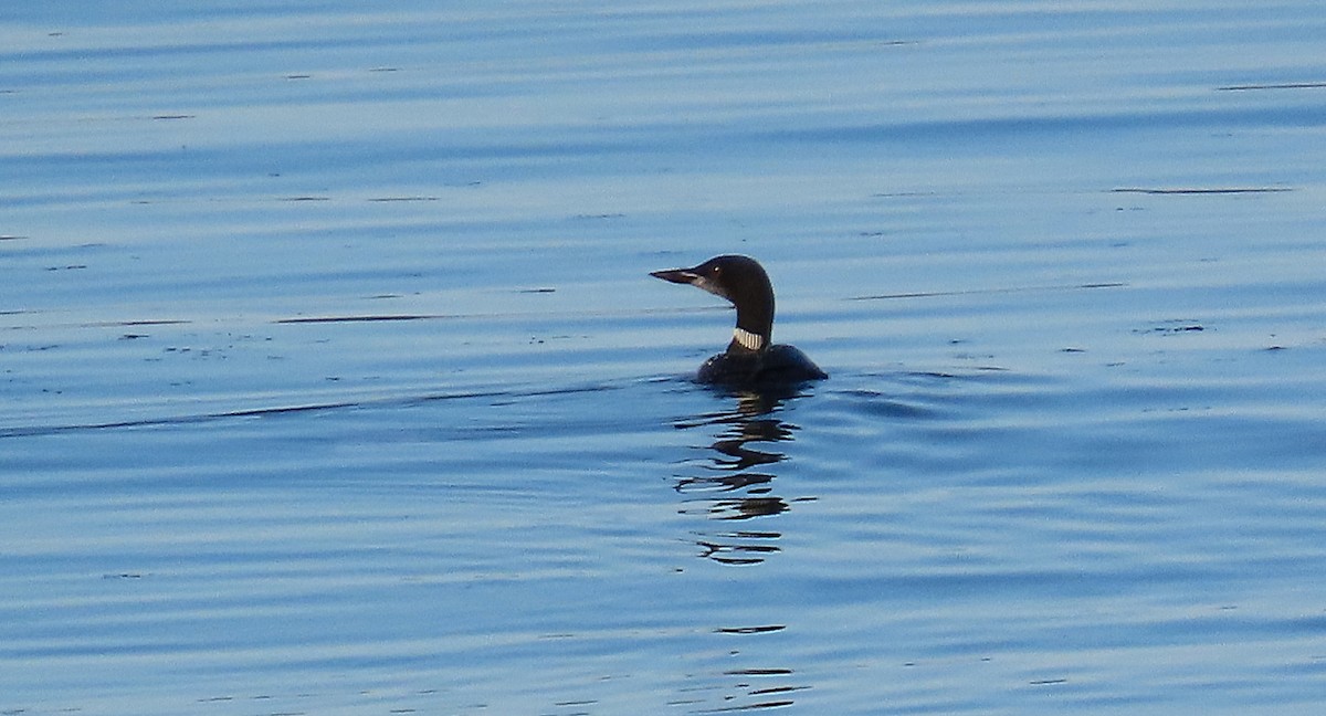 Common Loon - ML643015558