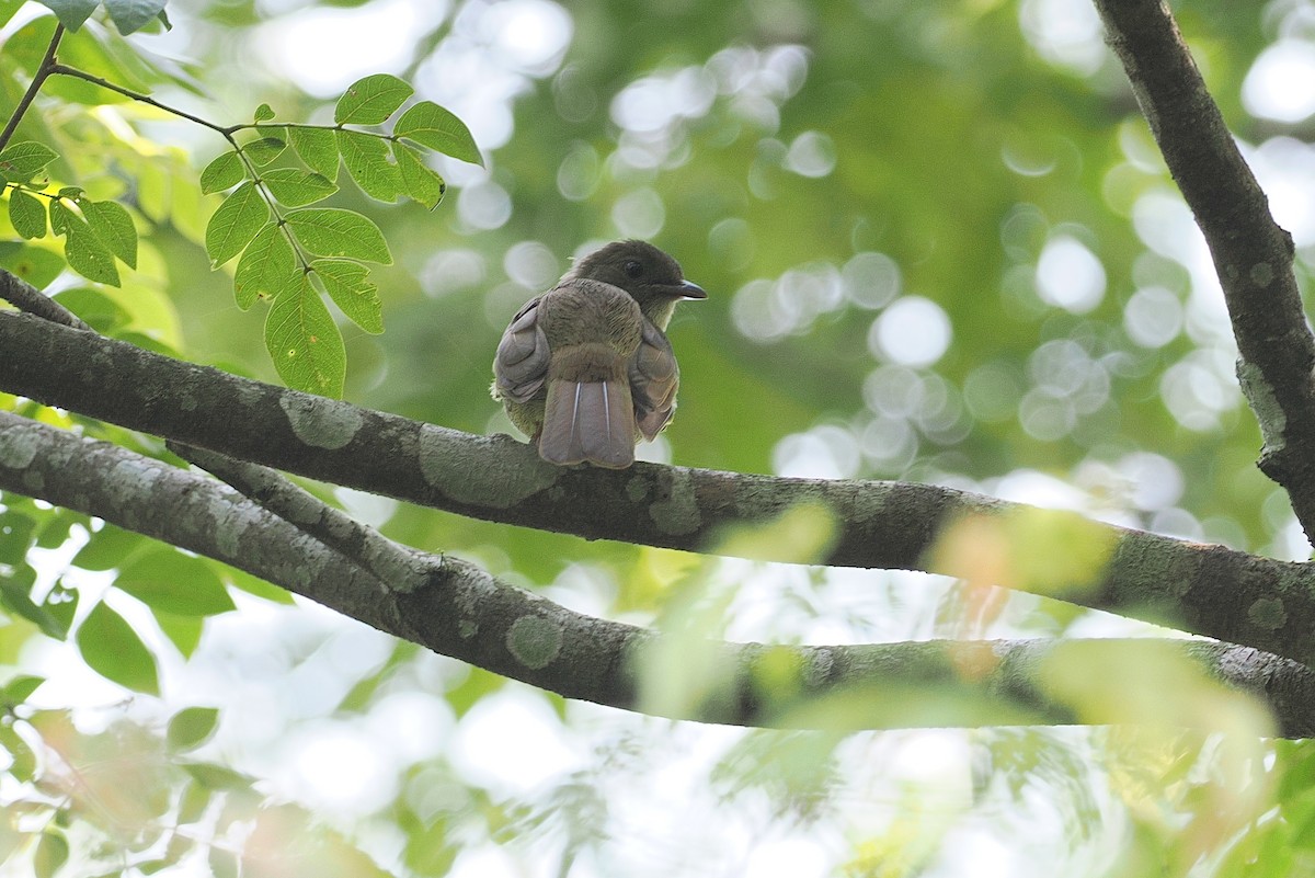 Plain Greenbul (curvirostris) - ML643015559