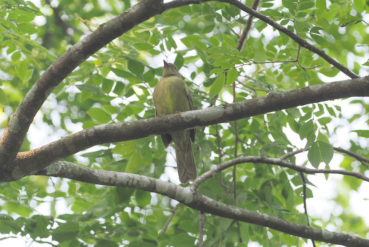 Plain Greenbul (curvirostris) - ML643015560