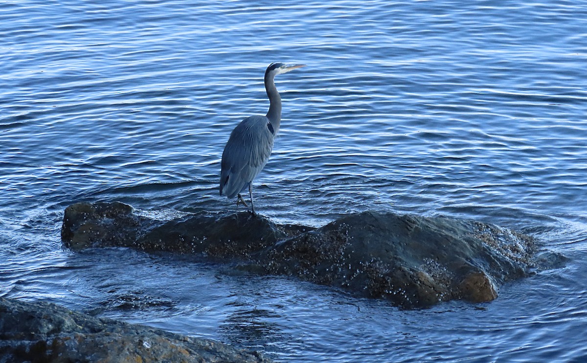 Great Blue Heron - ML643015562