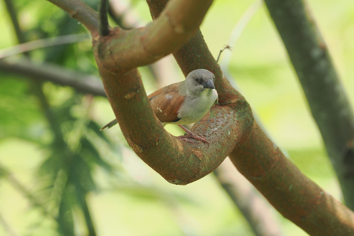 Northern Gray-headed Sparrow - ML643015563