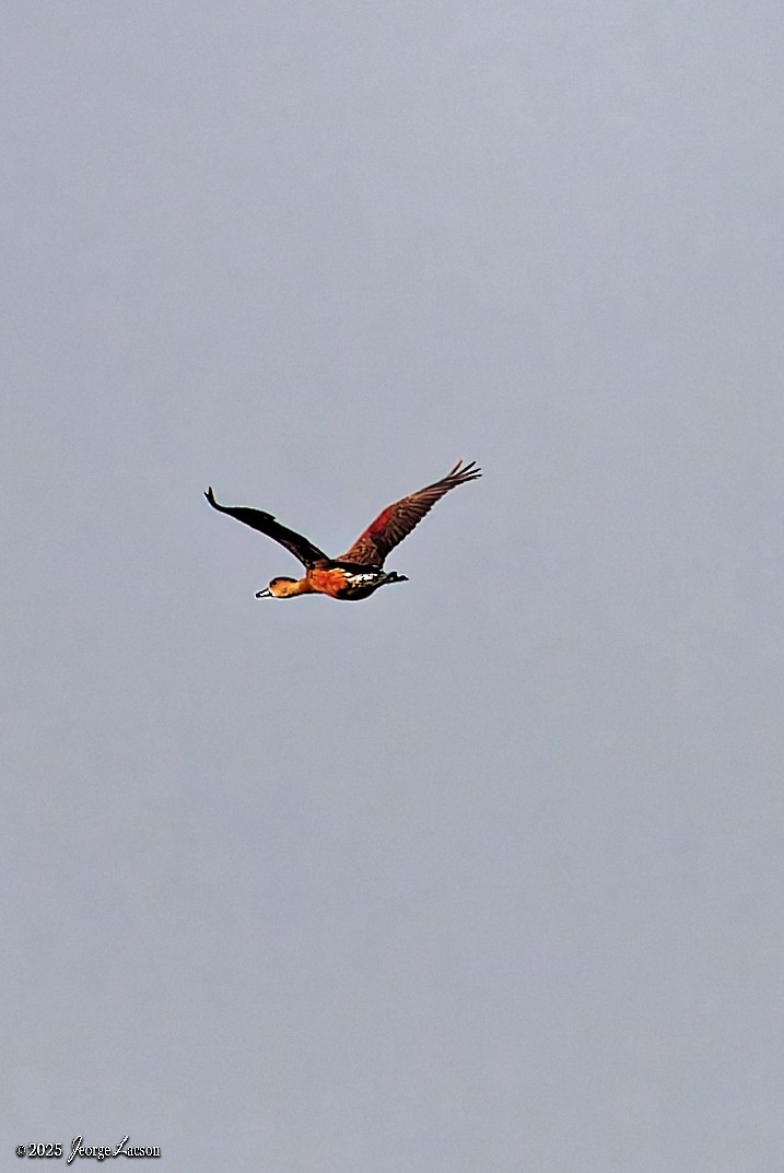 Wandering Whistling-Duck - ML643015564