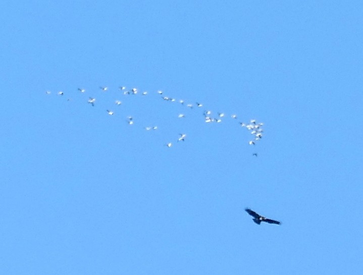 Snow Goose - ML643015566