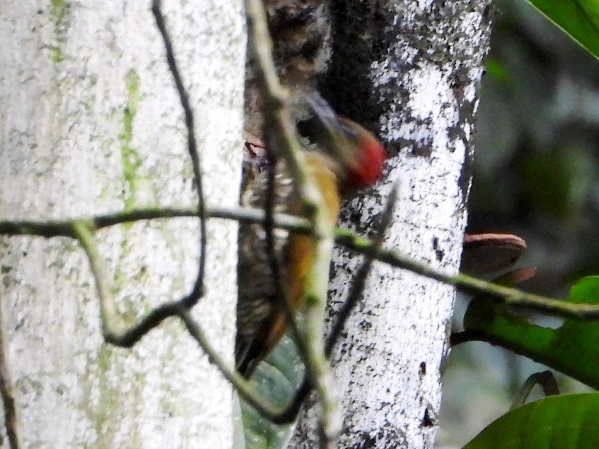 Stripe-cheeked Woodpecker - ML643015567
