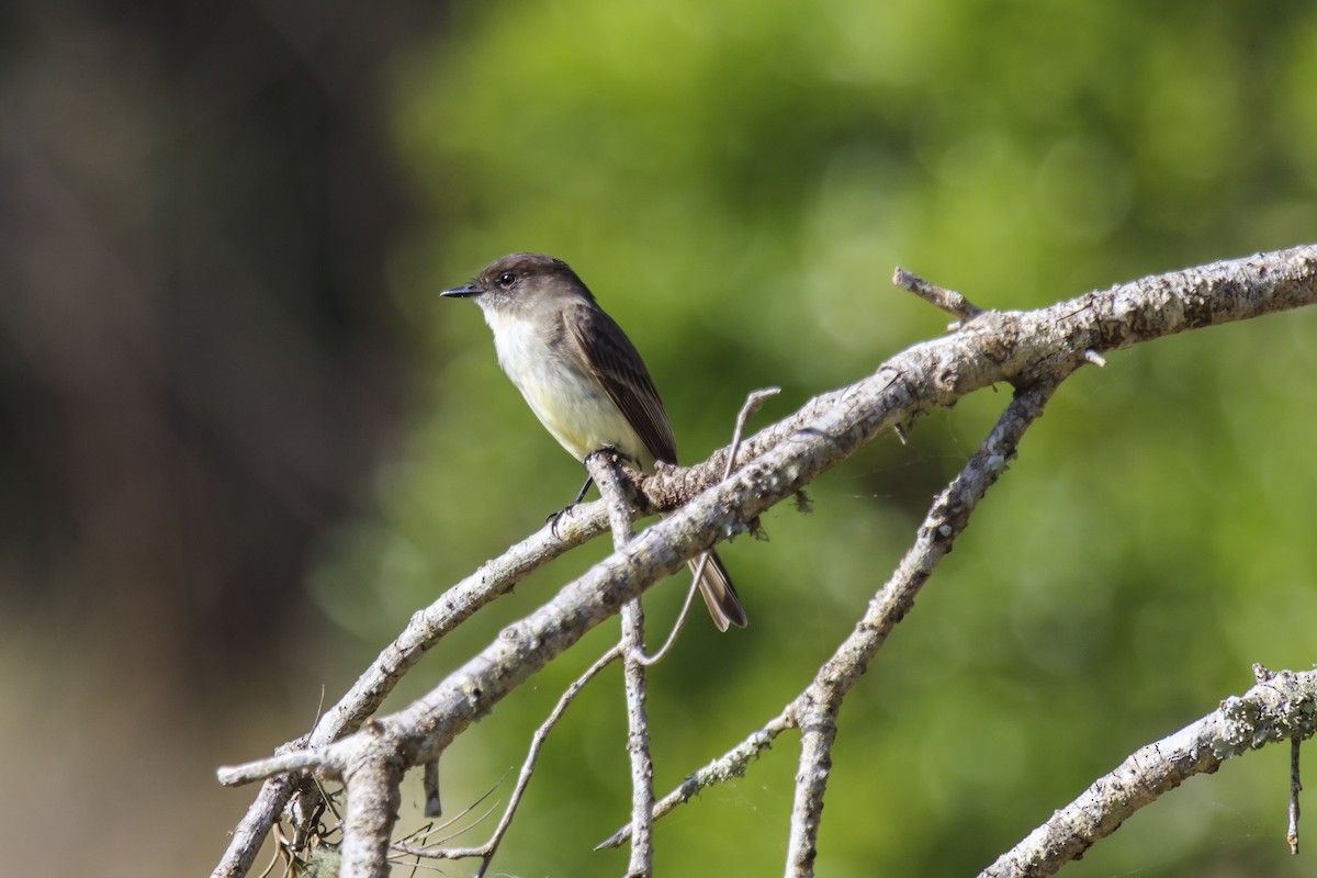 Eastern Phoebe - ML643015568