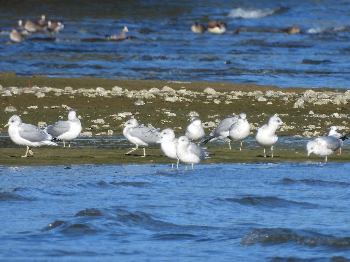 Short-billed Gull - ML643015569