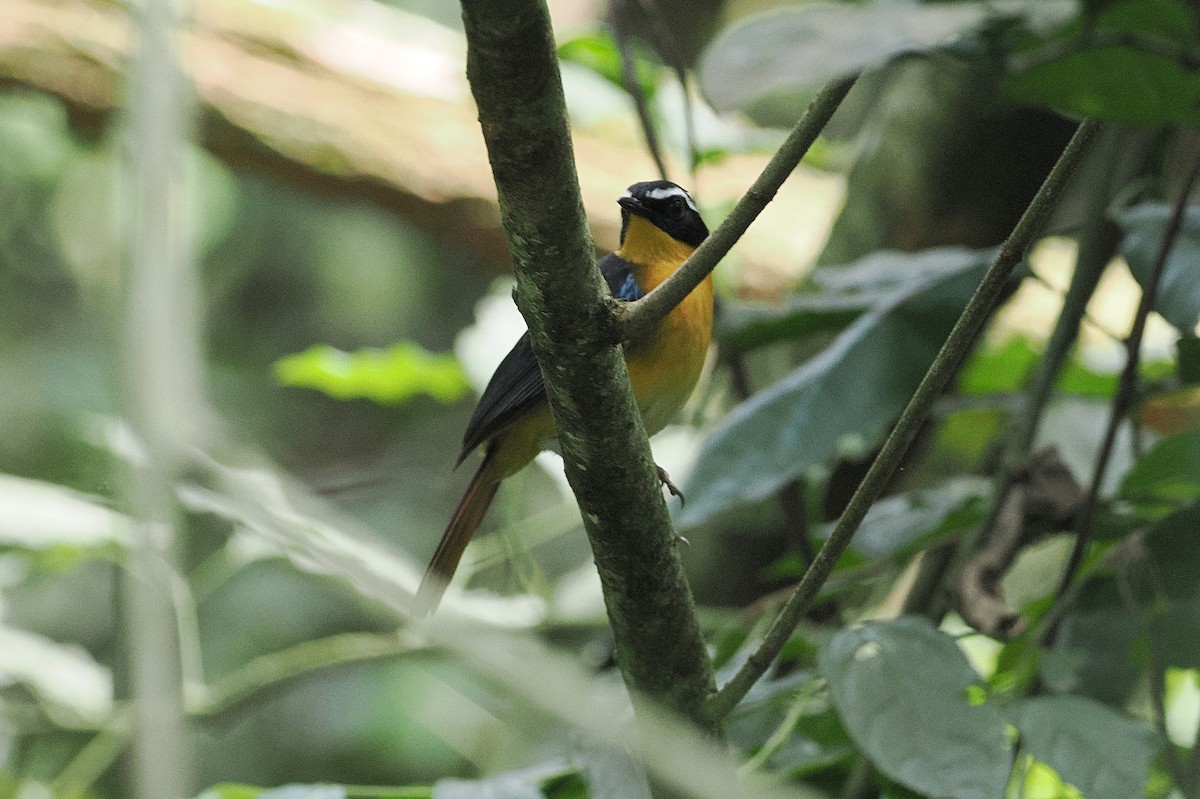 Blue-shouldered Robin-Chat - ML643015570