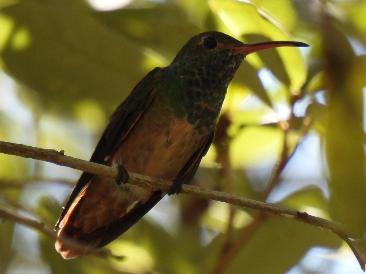 Buff-bellied Hummingbird - ML643015572