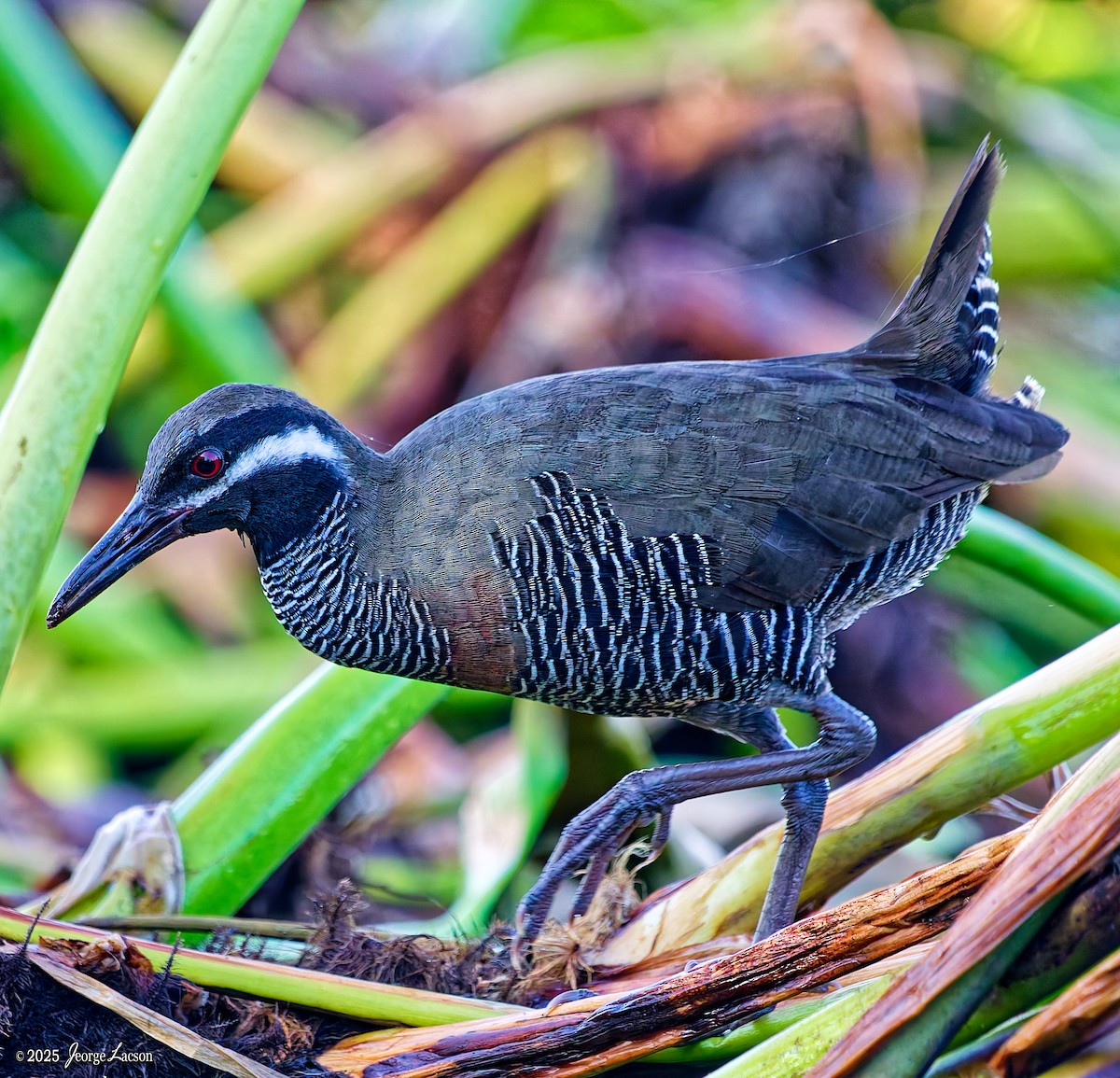 Barred Rail - ML643015573