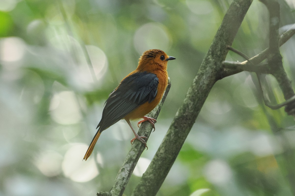 Red-capped Robin-Chat - ML643015580