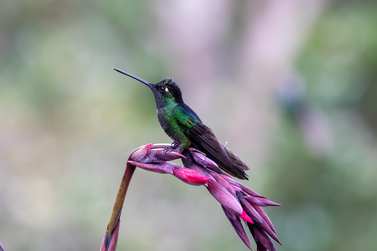 Talamanca Hummingbird - ML643015582