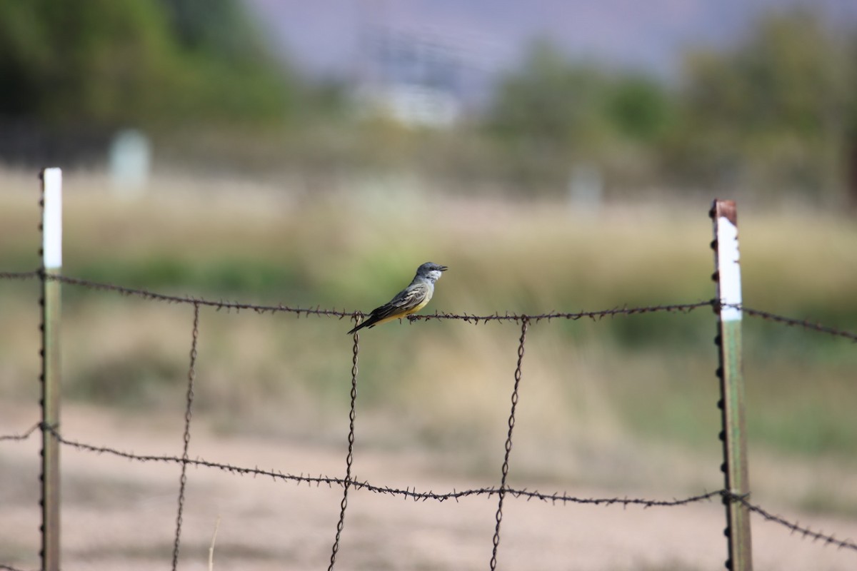 Cassin's Kingbird - ML643015583