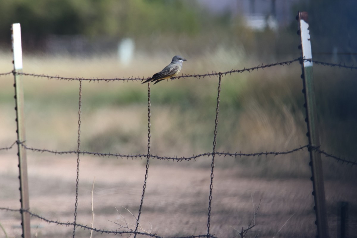 Cassin's Kingbird - ML643015584
