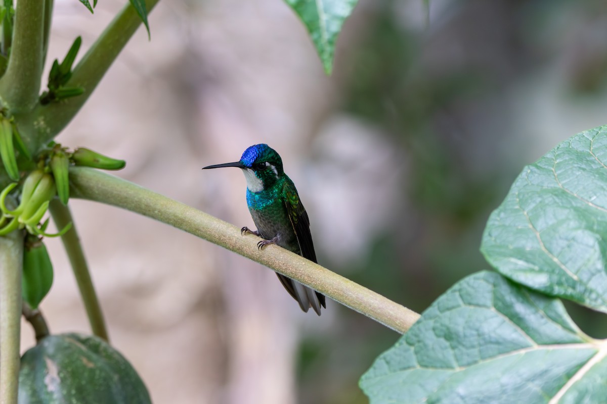 White-throated Mountain-gem - ML643015586