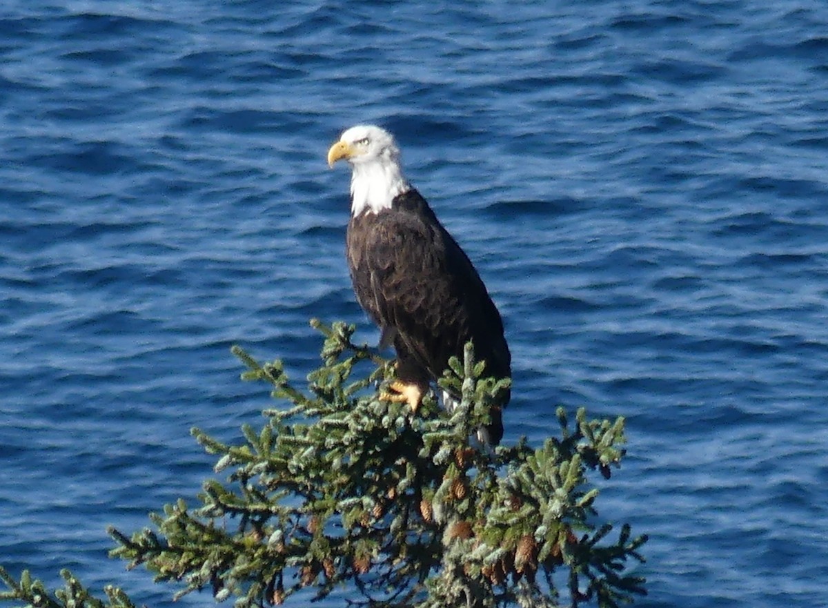 Bald Eagle - ML643015587