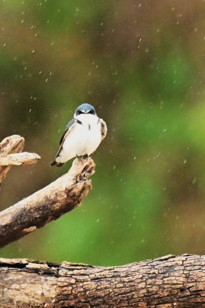 White-rumped Swallow - ML643015588