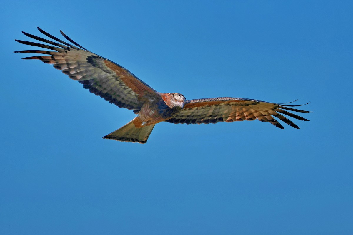 Square-tailed Kite - ML643015589