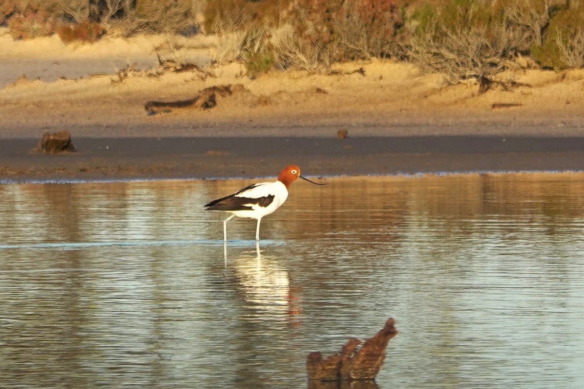 Red-necked Avocet - ML643015596
