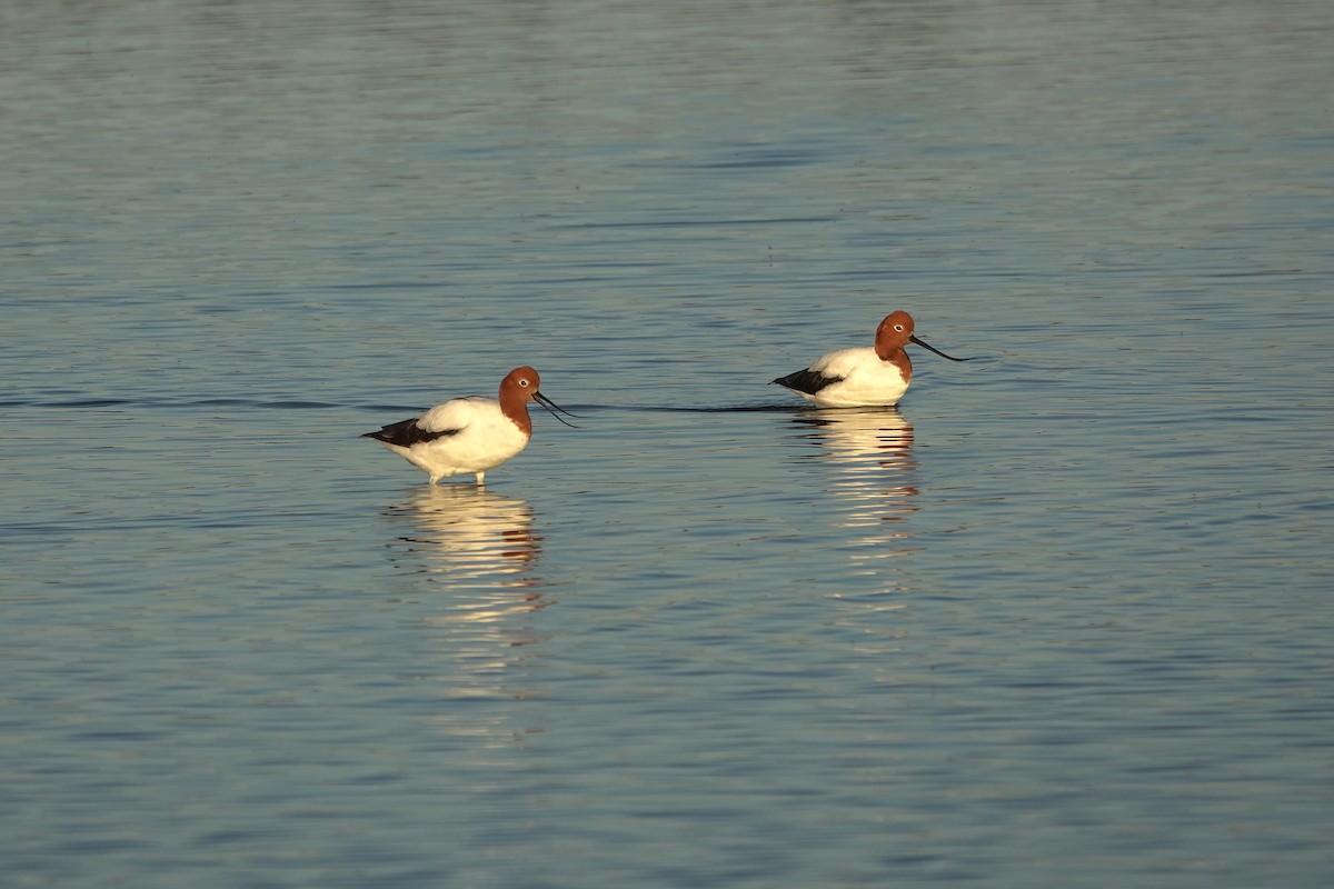 Red-necked Avocet - ML643015597