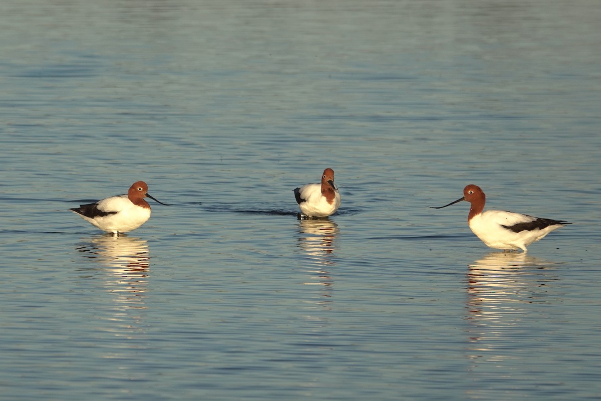 Red-necked Avocet - ML643015598