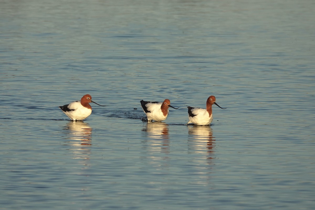 Red-necked Avocet - ML643015599