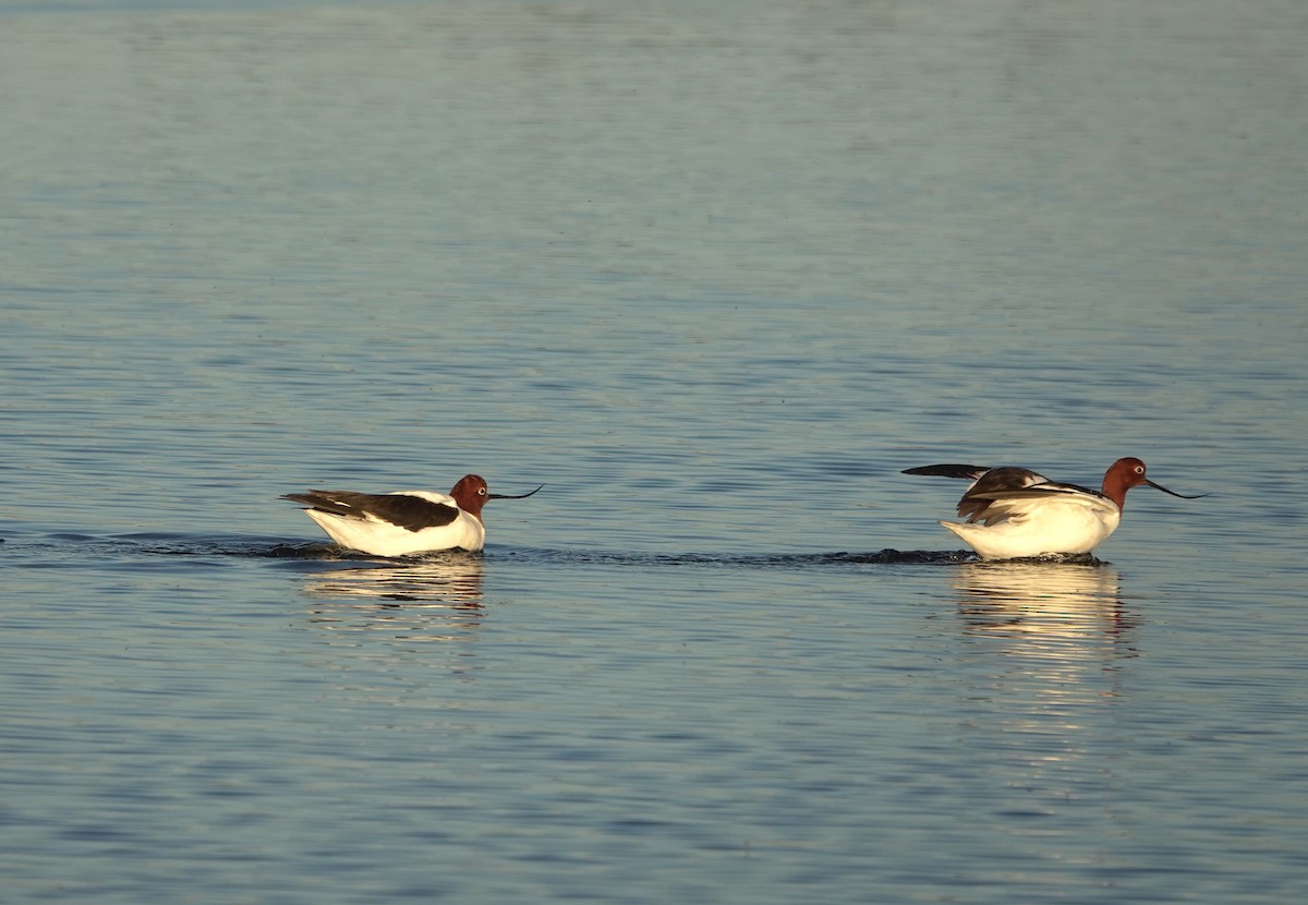 Red-necked Avocet - ML643015600