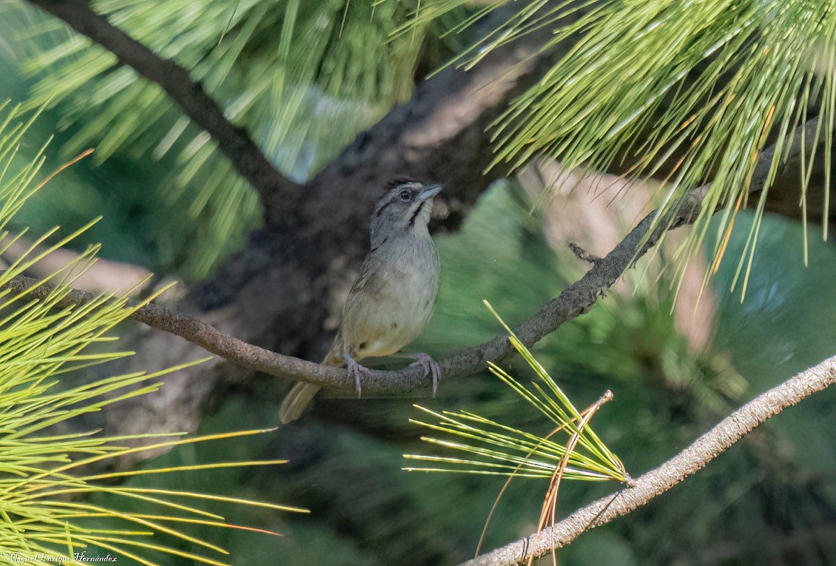 Rusty Sparrow - ML643015605
