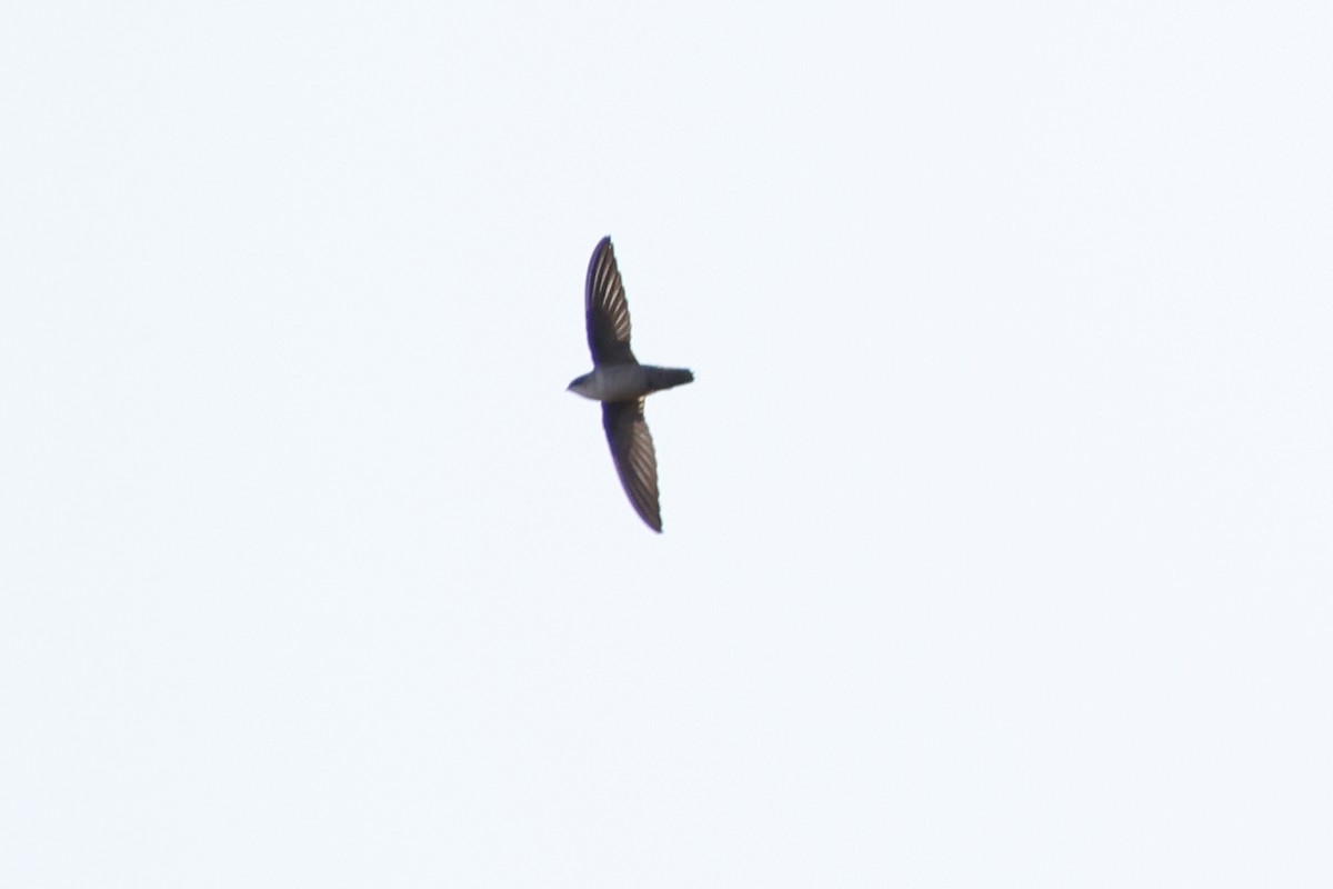 Vaux's Swift - ML643015628