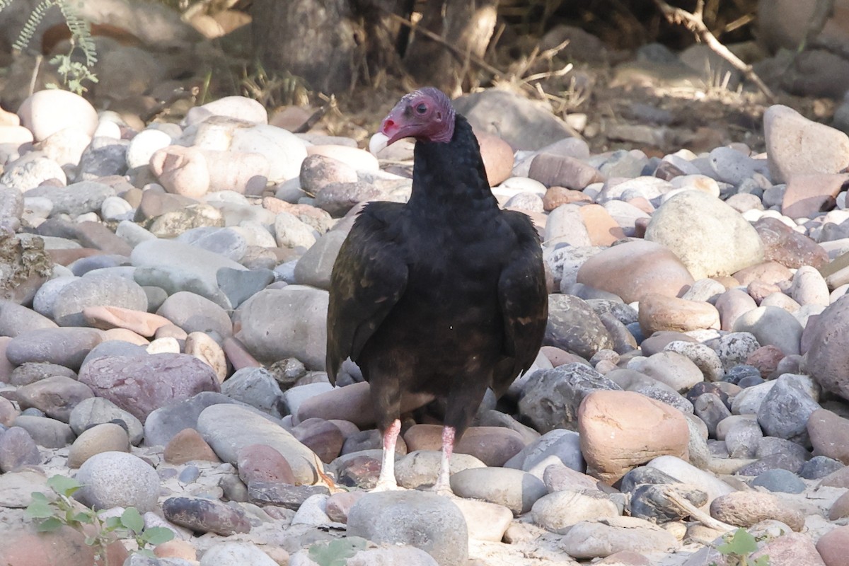 Turkey Vulture - ML643015630