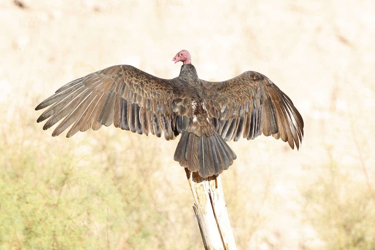 Turkey Vulture - ML643015631
