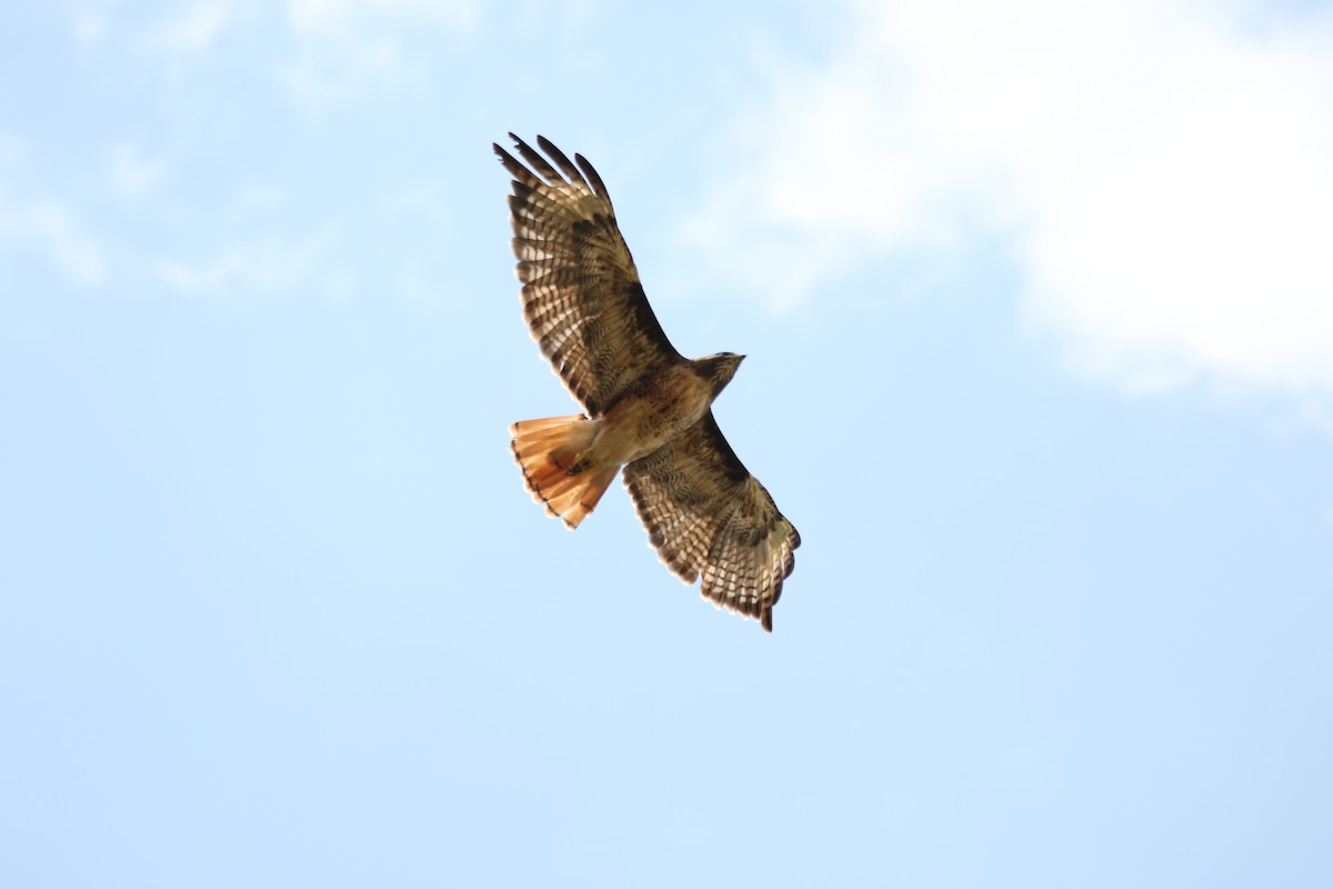 Rotschwanzbussard - ML643015681