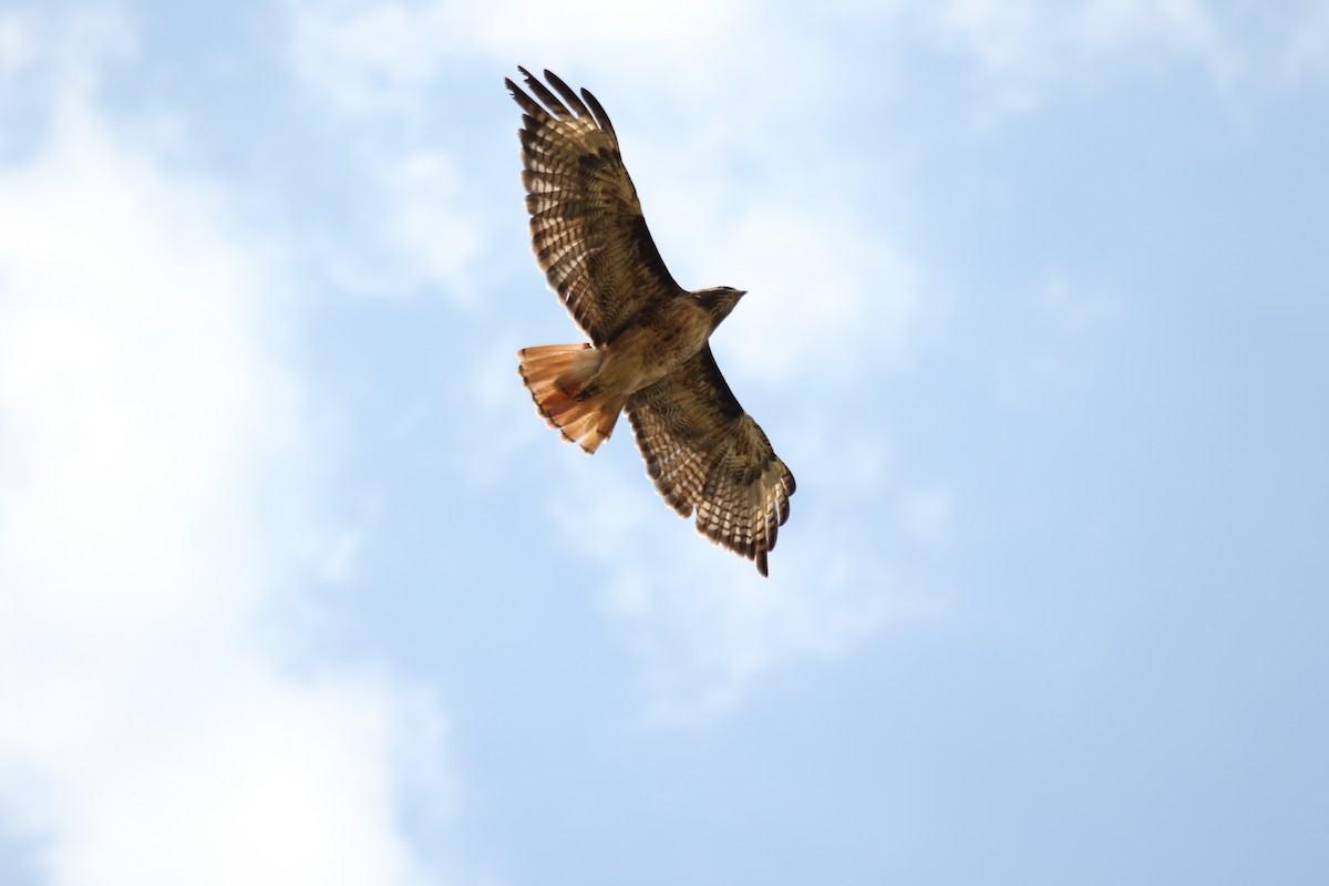 Rotschwanzbussard - ML643015682