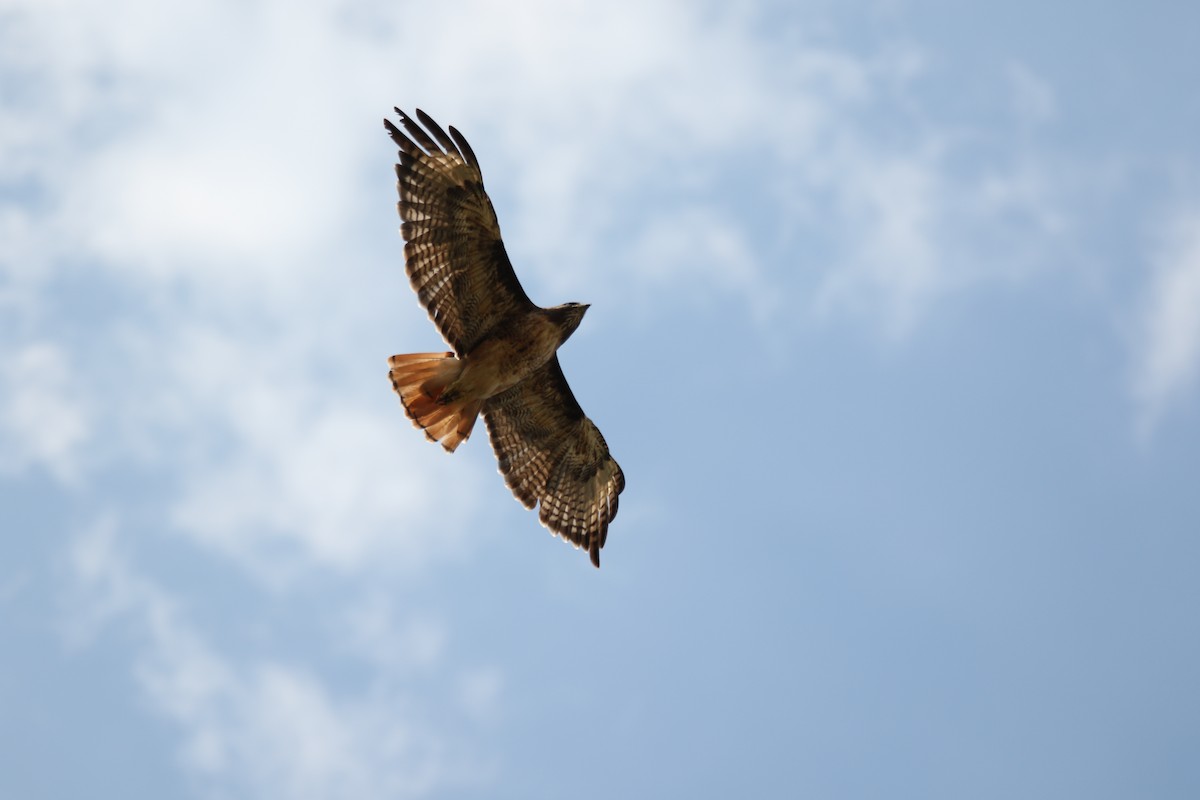 Rotschwanzbussard - ML643015683