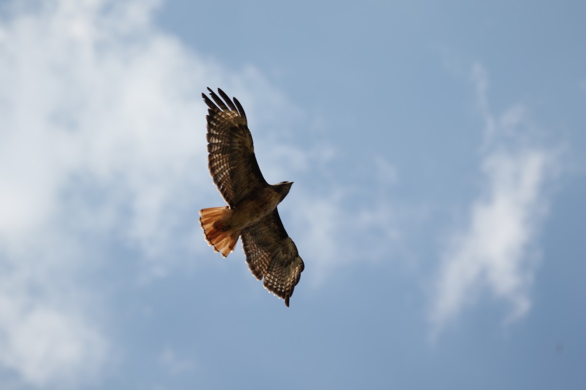 Rotschwanzbussard - ML643015684