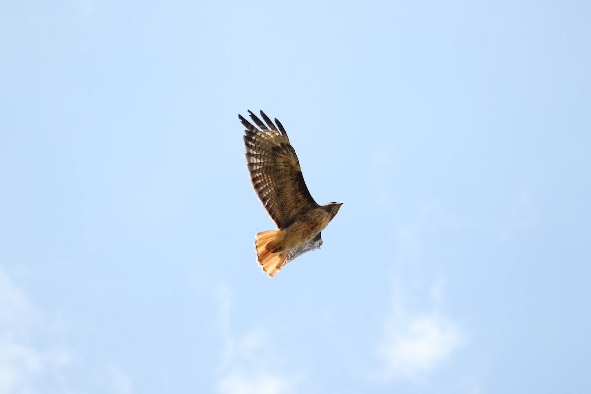 Rotschwanzbussard - ML643015685