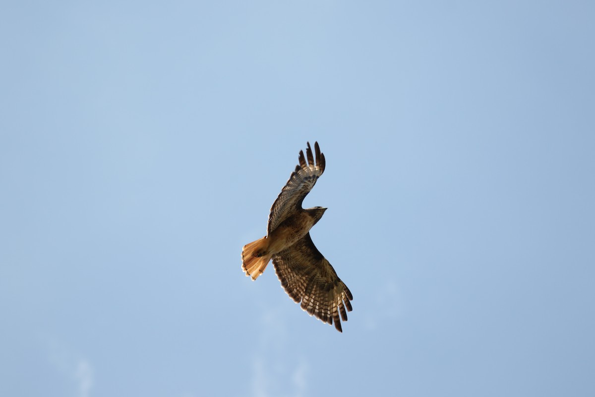 Rotschwanzbussard - ML643015686