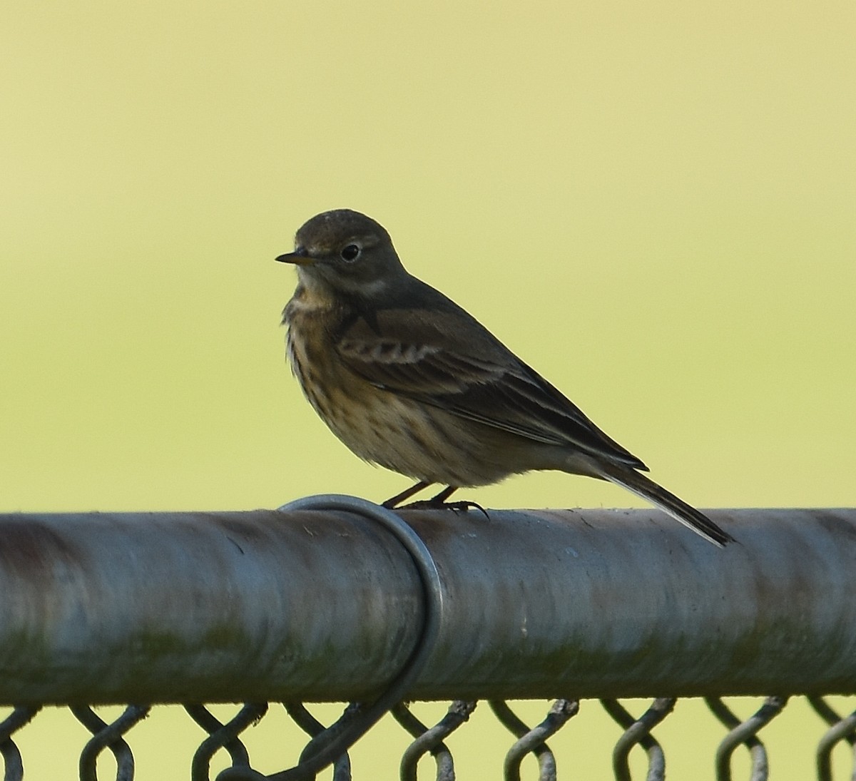 American Pipit - ML643015693