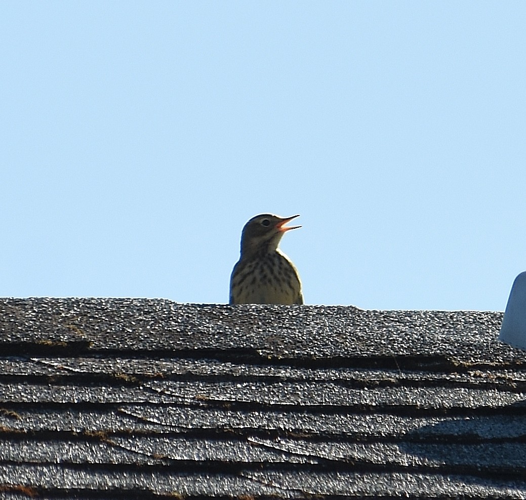 American Pipit - ML643015694