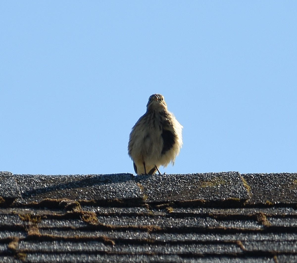 American Pipit - ML643015695