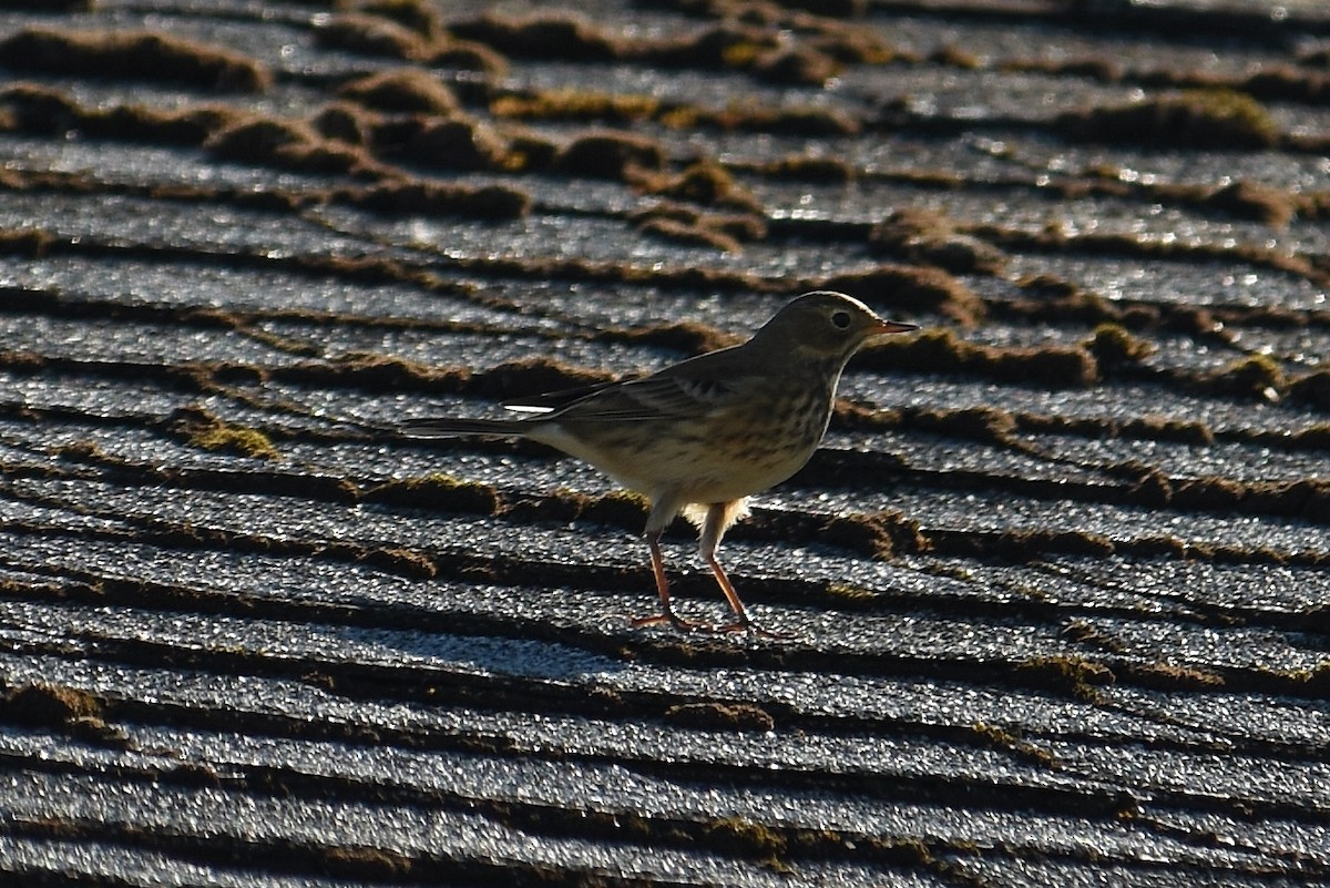 American Pipit - ML643015696