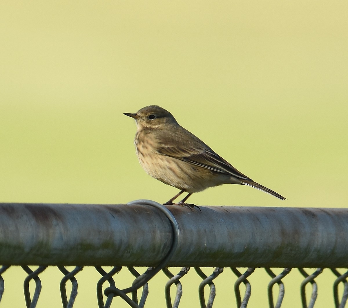 American Pipit - ML643015697
